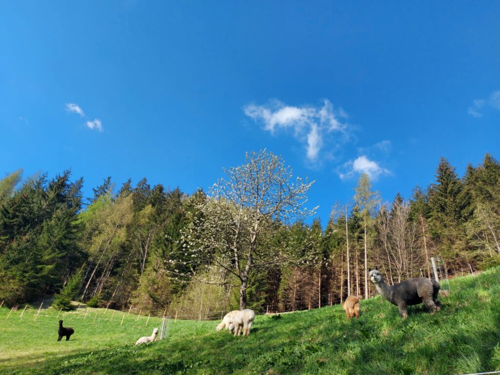 Wieserhof Bild von Heidi Liebminger