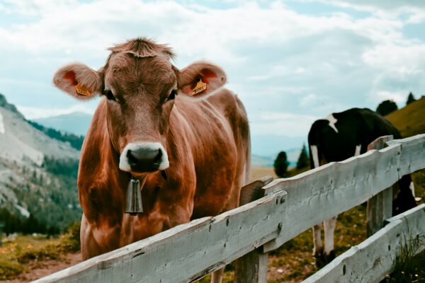 Rind, Foto Unsplash von Tobias Schmucker