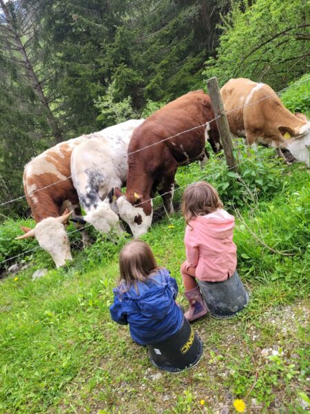 Kühe, Bild von Familie Kogler vlg. Ebner