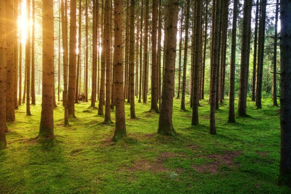 Wald, Bild von Unsplash von Johannes Plenio