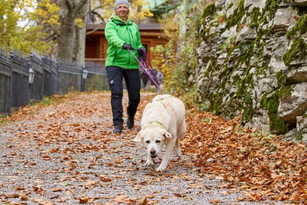 Hund, Bild von Murtal4dogs