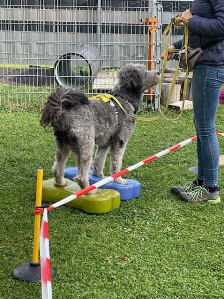 Hund, Bild von Murtal4dogs